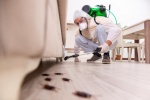 Comment réussir une désinsectisation efficace des punaises de lit ?