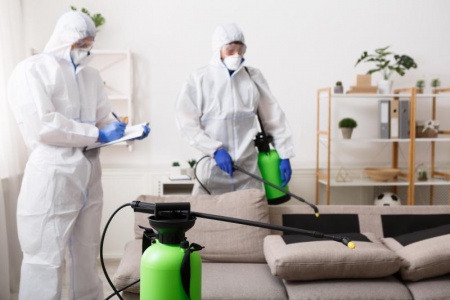 Extermination des frelons, les techniques professionnelles à connaître