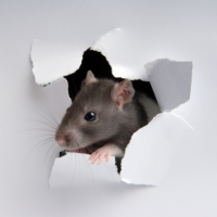 Deratisation-sans-poison-a-Rouen--Solution-ecologique-et-sans-danger.png