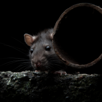 Traitement-des-rats-a-Rouen--Solution-professionnelle-et-garantie.png