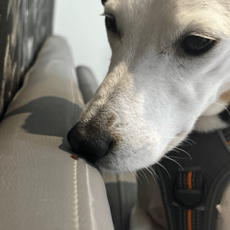 detection-canine-de-punaises-de-lit-dreux.png
