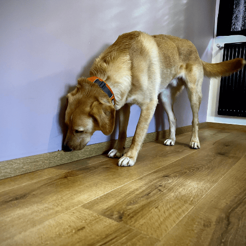 Détection canine de punaises de lit