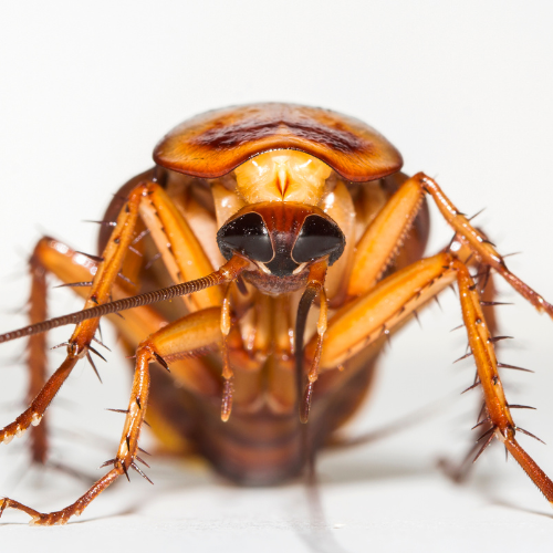 Traitement contre les blattes et cafards