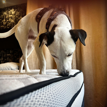 Détection canine punaises de lit à Chartres | Fiable et sans produit | ÔPunaise