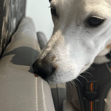 Détection canine punaises de lit à Dreux | Chiens renifleurs certifiés | ÔPunaise