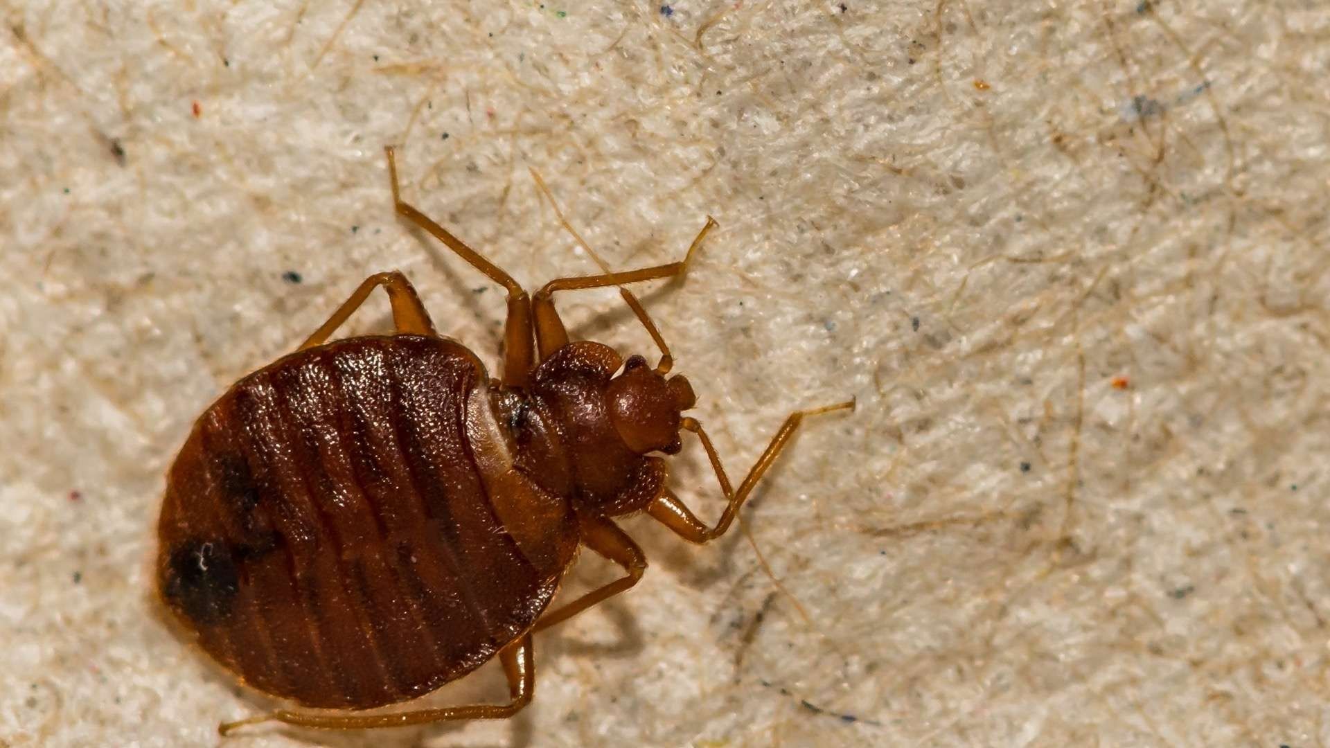 triatment puces de lit chartres