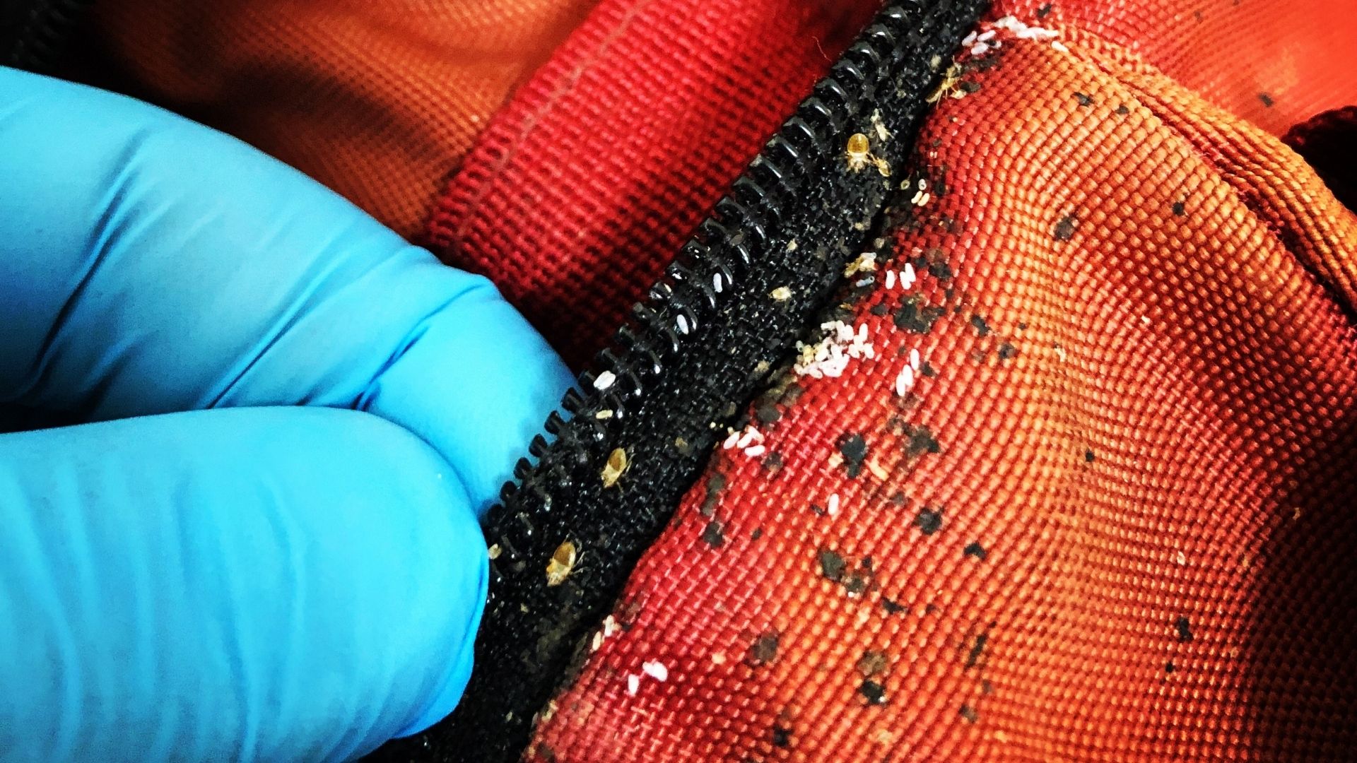 traitement punaises de lit Rouen