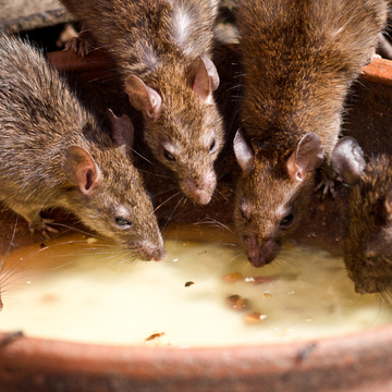 Dératisation à Rouen | Éliminer rats et souris durablement | Ô Punaise