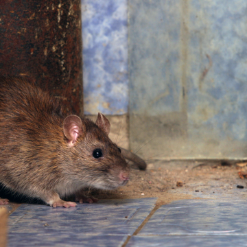Dératisation à Orléans | Traitement des rats et souris | ÔPunaise