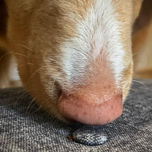 La détection canine des punaises de lit