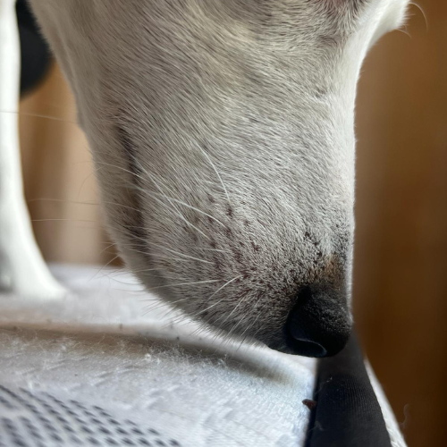 Détection canine de punaise de lit OPUNAISE