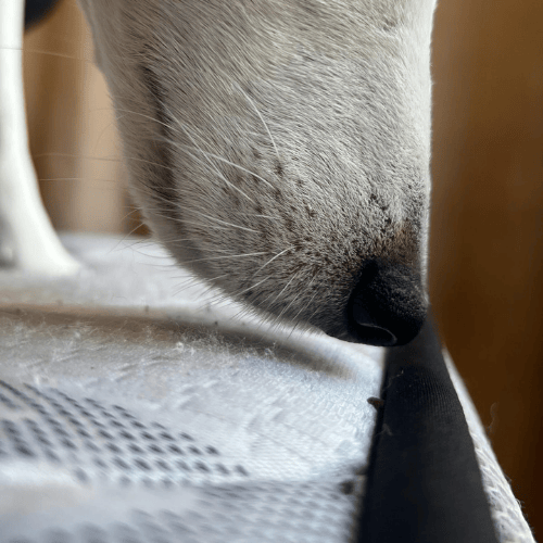 Détection canine punaises de lit – Tarifs et services Ô Punaise