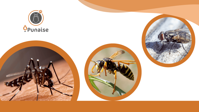 Solution nuisible – traitements écologiques et efficaces