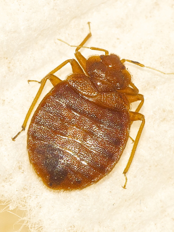 Traitement punaises de lit Versailles – Solution thermique naturelle Ô Punaise