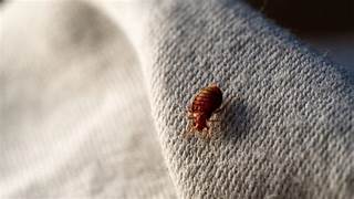 Traitement punaises de lit Villiers-sur-Marne – Solution thermique naturelle Ô Punaise