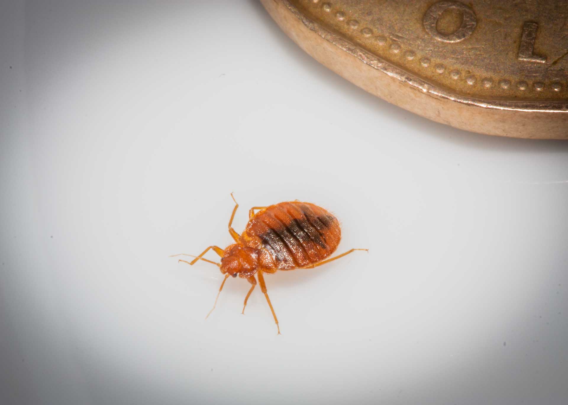 Traitement punaises de lit Le Blanc-Mesnil – Solution thermique naturelle Ô Punaise