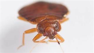 Traitement punaises de lit Épinay-sur-Seine – Solution thermique naturelle Ô Punaise