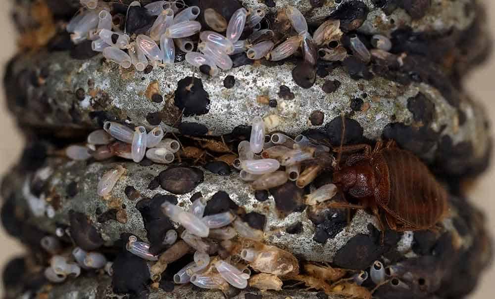 Traitement punaises de lit Alfortville – Solution thermique naturelle Ô Punaise