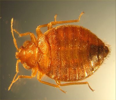 Traitement punaises de lit Vitry-sur-Seine – Solution thermique naturelle Ô Punaise