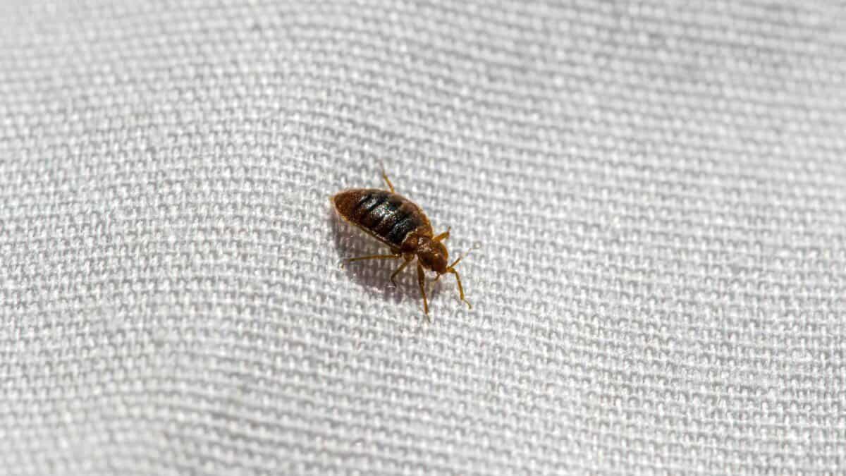 Traitement punaises de lit Bois-Colombes – Solution thermique naturelle Ô Punaise