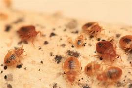 Traitement punaises de lit Suresnes – Solution thermique naturelle Ô Punaise