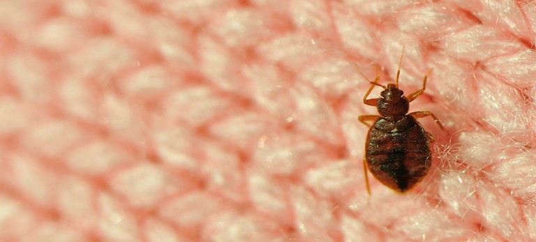 Traitement punaises de lit Asnières-sur-Seine – Solution thermique naturelle Ô Punaise