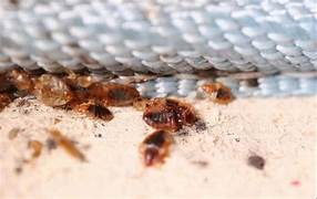 Traitement punaises de lit Bobigny – Solution thermique naturelle Ô Punaise