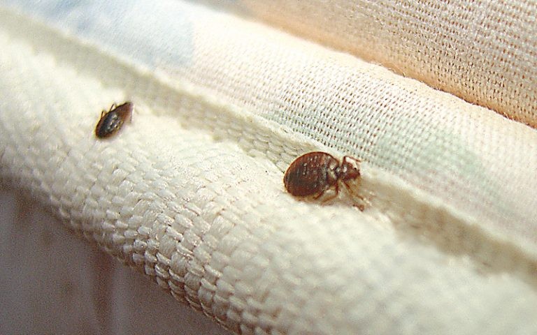 Traitement punaises de lit Courbevoie – Solution thermique naturelle Ô Punaise
