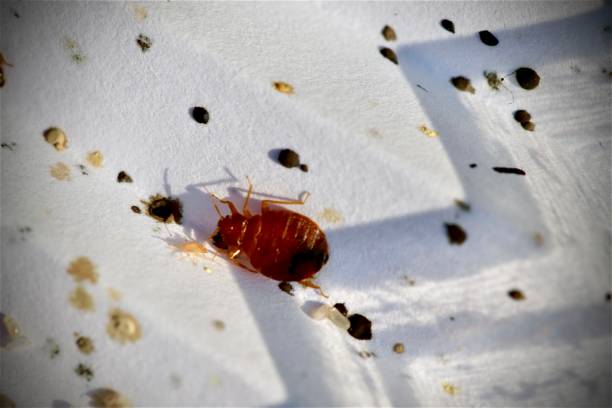 Traitement punaises de lit Neuilly-sur-Seine – Solution thermique naturelle Ô Punaise