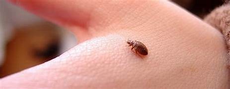 Traitement punaises de lit Issy-les-Moulineaux – Solution thermique naturelle Ô Punaise