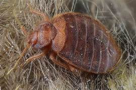 Traitement punaises de lit Boulogne-Billancourt – Solution thermique naturelle Ô Punaise