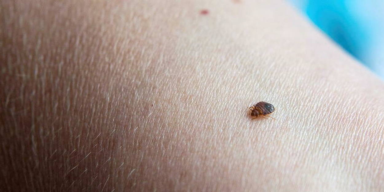 Traitement punaises de lit Paris 20e – Solution thermique naturelle Ô Punaise