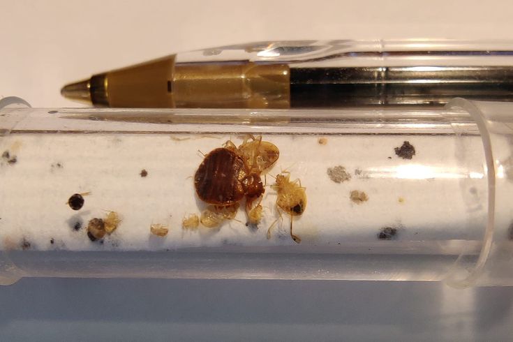 Traitement punaises de lit Paris 17e – Solution thermique naturelle Ô Punaise