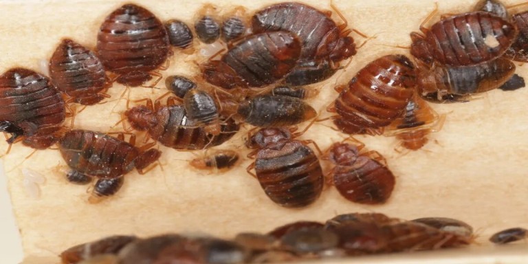 Traitement punaises de lit Paris 18e – Solution thermique naturelle Ô Punaise
