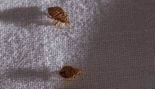 Traitement punaises de lit Paris 14e – Solution thermique naturelle Ô Punaise