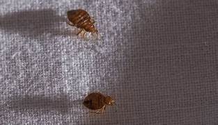 Traitement punaises de lit Paris 14e – Solution thermique naturelle Ô Punaise