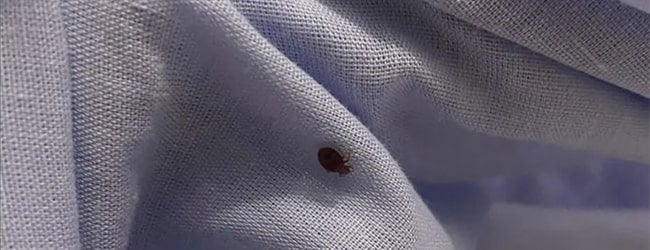 Traitement punaises de lit Paris 11e – Solution thermique naturelle Ô Punaise