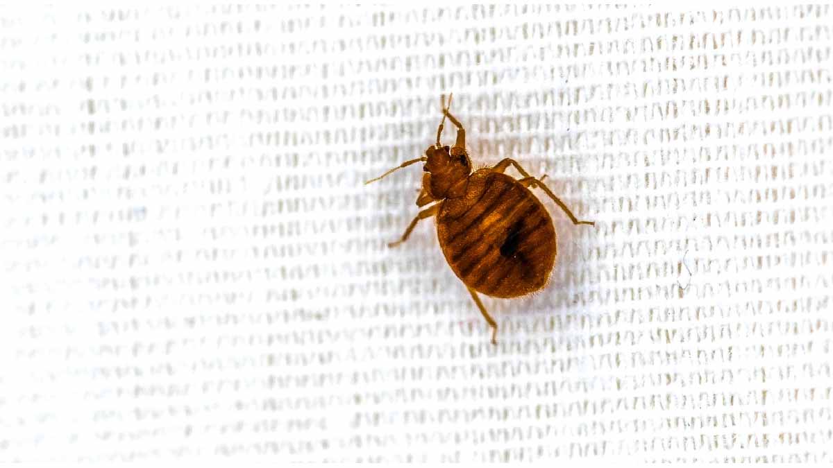 Traitement punaises de lit Paris 9e – Solution thermique naturelle Ô Punaise