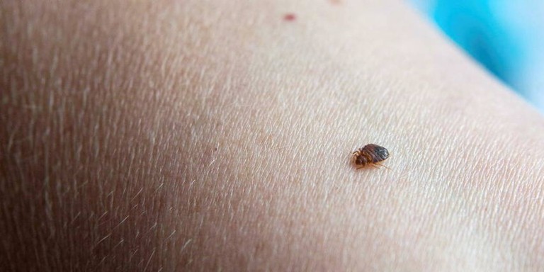 Traitement punaises de lit Paris 6e – Solution thermique naturelle Ô Punaise