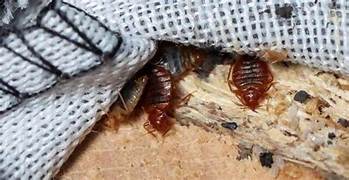 Traitement punaises de lit Paris 8e – Solution thermique naturelle Ô Punaise