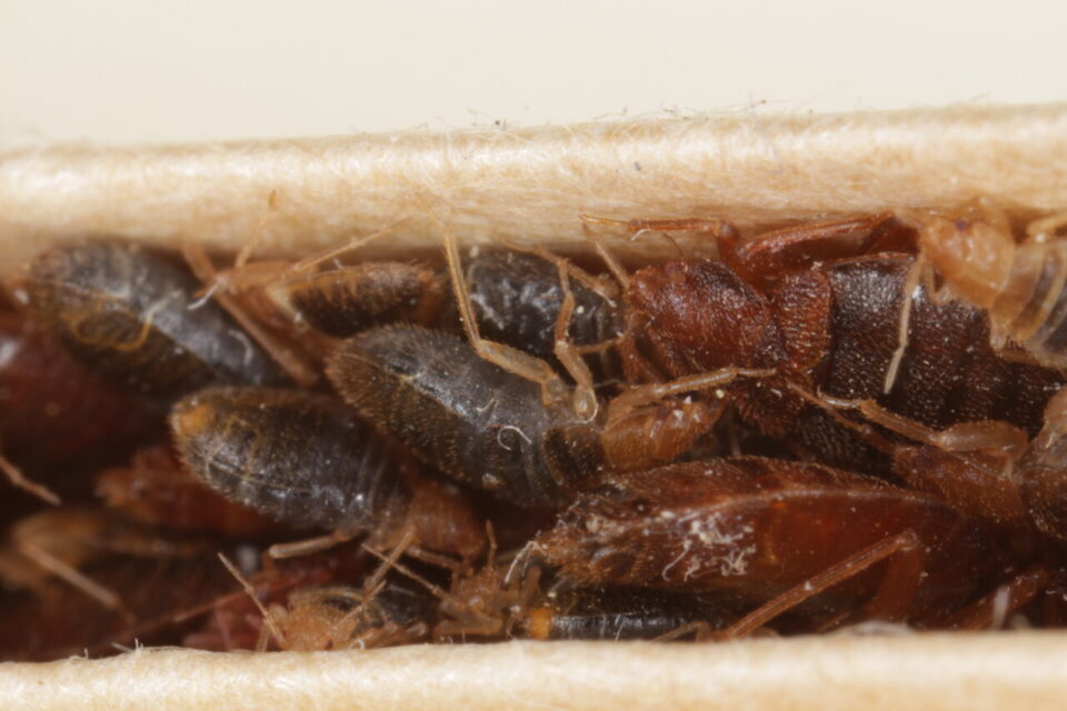 Traitement punaises de lit Paris 7e – Solution thermique naturelle Ô Punaise