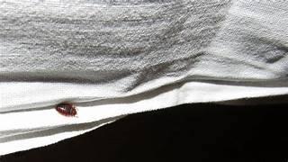 Traitement punaises de lit Paris 4e – Solution thermique naturelle Ô Punaise