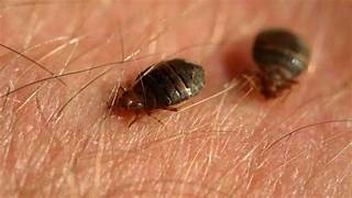 Traitement punaises de lit Paris 2e – Solution thermique naturelle Ô Punaise