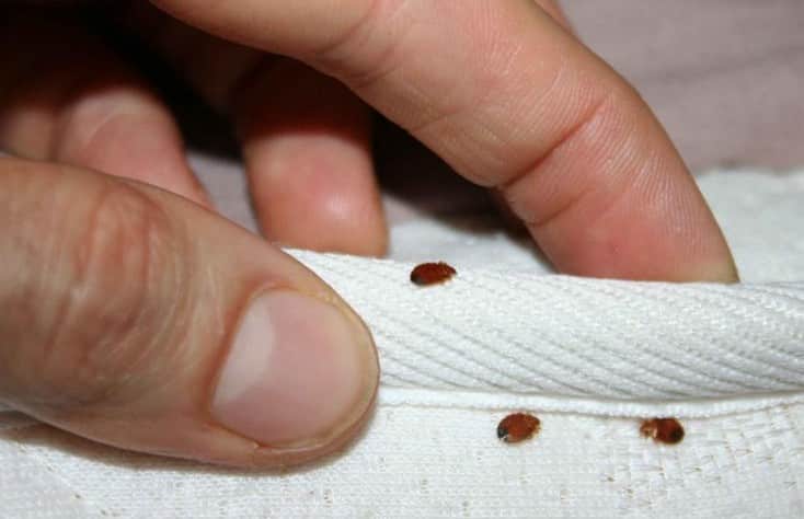 Traitement punaises de lit Paris 1er – Solution thermique naturelle Ô Punaise