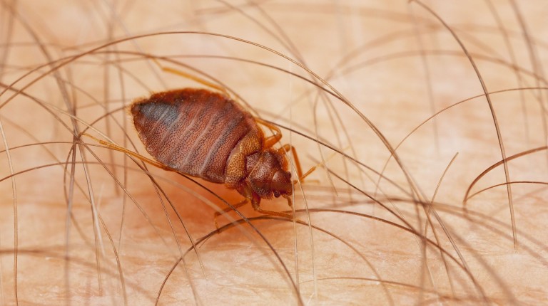 Traitement punaises de lit à Orléans – Solution thermique naturelle Ô Punaise