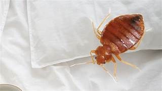 Punaises de lit sans produit chimique – Traitement naturel et efficace Ô Punaise