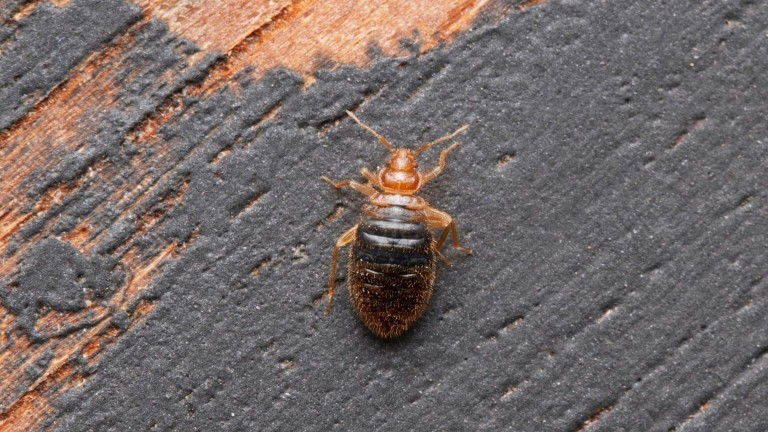 Traitement thermique punaises de lit – Solution écologique et efficace Ô Punaise