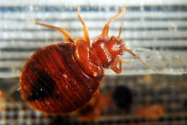 Traitement punaises de lit – Méthode thermique naturelle et efficace Ô Punaise