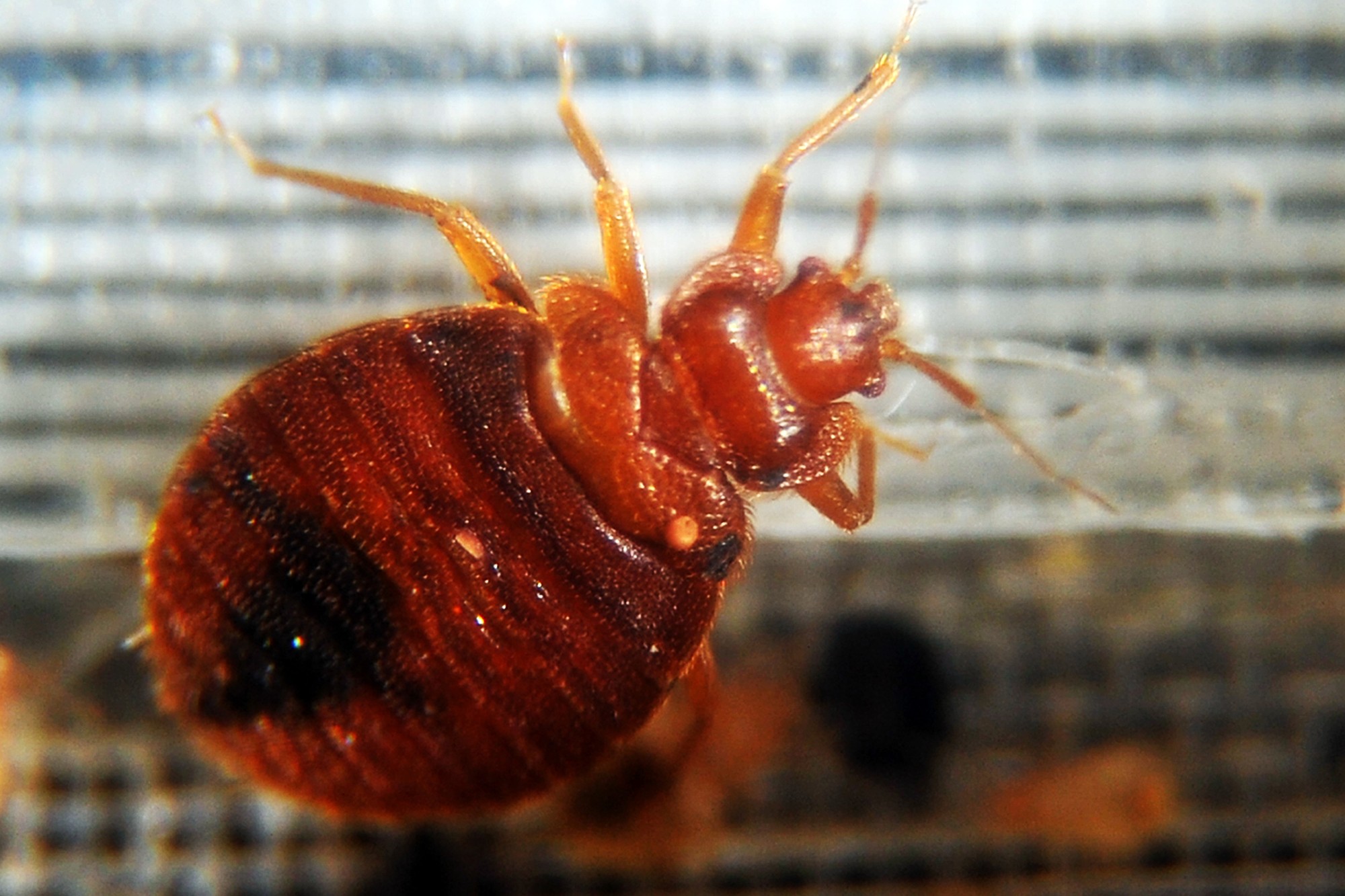 Traitement punaises de lit – Méthode thermique naturelle et efficace Ô Punaise