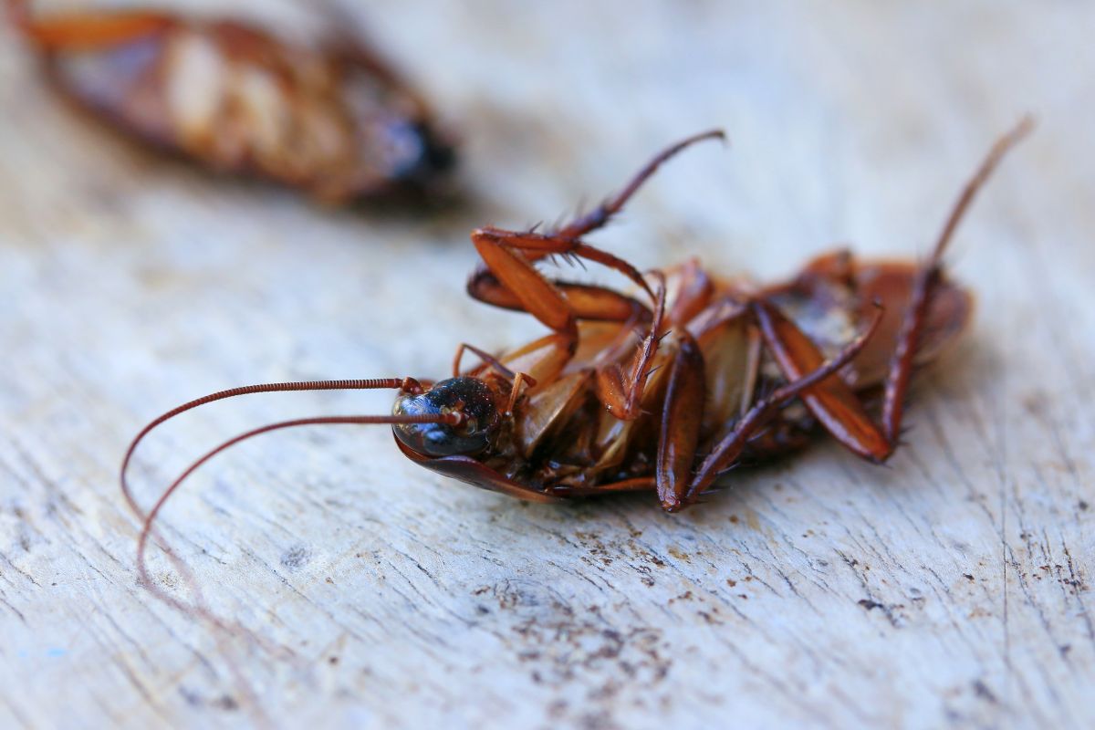 Comment se débarrasser des blattes – Solution naturelle et professionnelle Ô Punaise